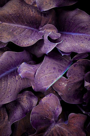 drops on the purple plant leaves in the garden in springtimeの写真素材