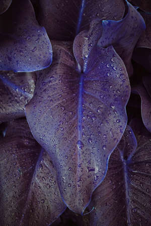 drops on the purple plant leaves in the garden in springtimeの写真素材