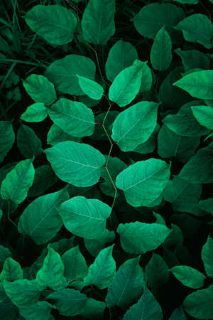green plant leaves in the nature in spring season, green backgroundの写真素材