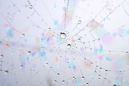 drops on the spider web in rainy season, abstract backgroundの写真素材