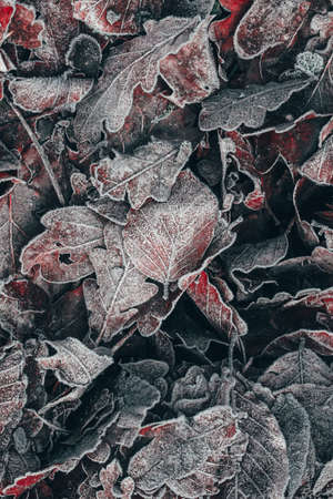 frozen brown tree leaves in winter seasonの写真素材