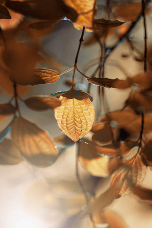 brown tree leaves in autumn seasonの写真素材