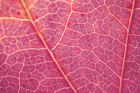 red tree leaf veins, autumn colors red backgroundの写真素材