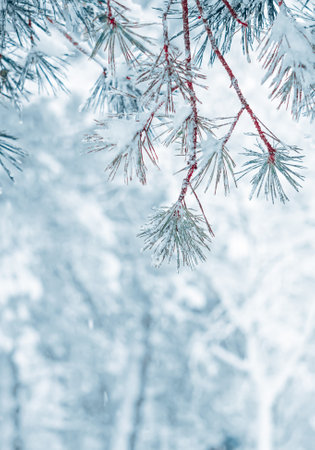 snow on the pine tree leaves in winter seasonの写真素材