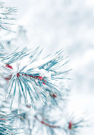 snow on the pine tree leaves in winter seasonの写真素材
