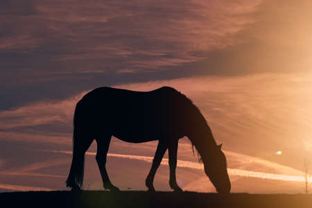 horse silhouette in the meadow and beautiful sunset backgroundの写真素材