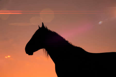 horse silhouette in the meadow and beautiful sunset backgroundの写真素材