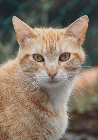 brown cat portrait looking at cameraの写真素材