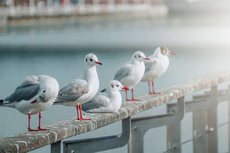 seagulls resting in the seaportの写真素材