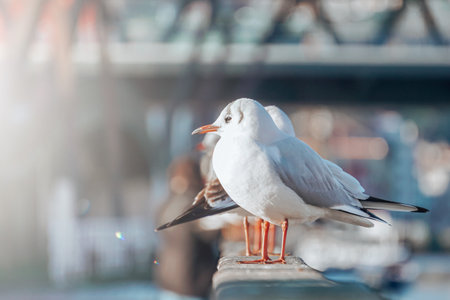seagulls resting in the seaportの写真素材