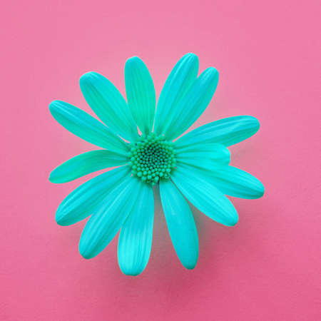 romantic blue flower in springtimeの写真素材