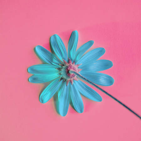 romantic blue flower in springtimeの写真素材