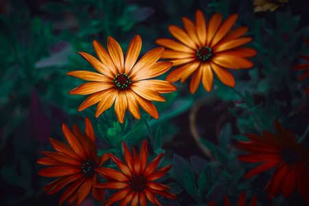 beautiful orange flowers in springtimeの写真素材