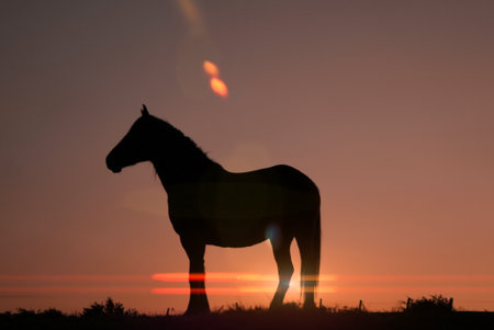 horse silhouette with a beautiful sunset backgroundの写真素材