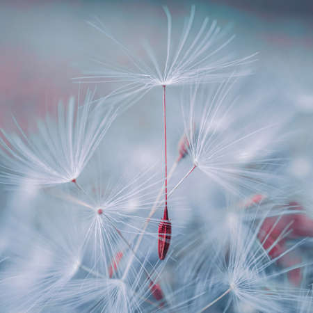 beautiful dandelion flower seed in spring seasonの写真素材