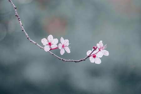 beautiful cherry blossom in spring seasonの写真素材