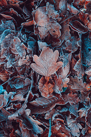 frozen leaves on the ground in winter season, brown backgroundの写真素材