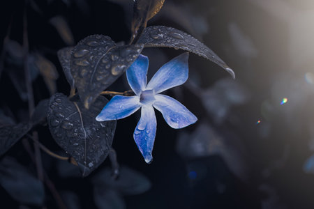 romantic blue flower in the garden in springtime, dark backgroundの写真素材