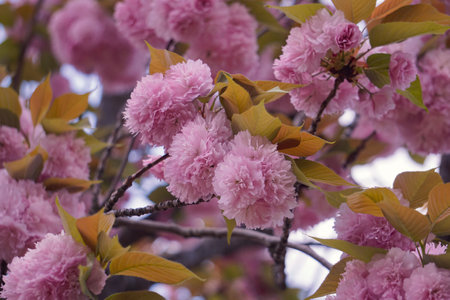 beautiful pink flowers in springtime, pink backgroundの写真素材