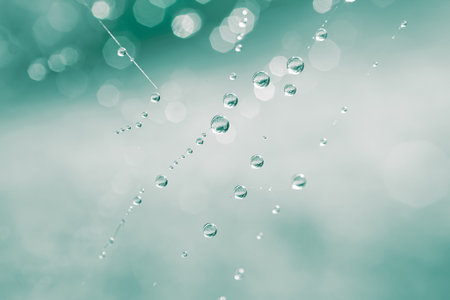 raindrops on the spider web in rainy days, blue backgroundの写真素材
