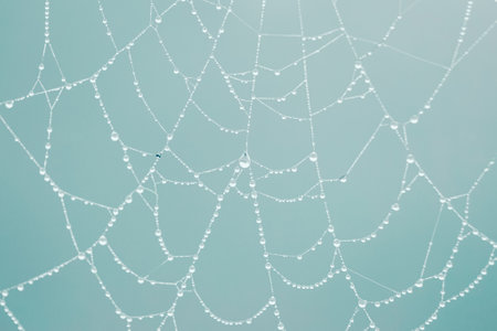 raindrops on the spider web in rainy days, blue backgroundの写真素材
