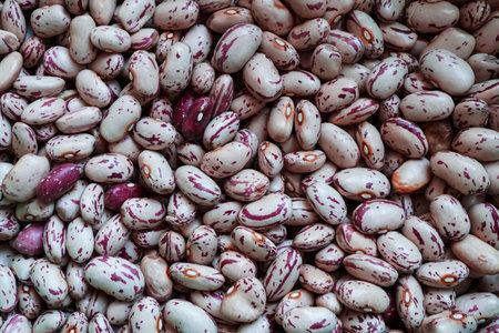 uncooked beans background, mediterranean foodの写真素材