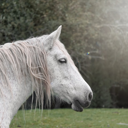 white horse portrait, rural sceneの写真素材