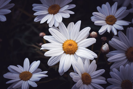 beautiful white daisy flowers in the garden in springtimeの写真素材