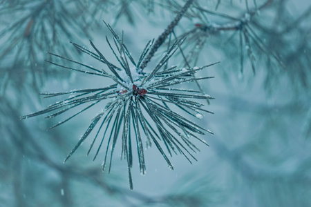snow on the pine tree leaves in winter time, christmas timeの写真素材