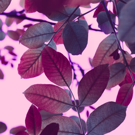 red and pink tree leaves in the nature in autumn season