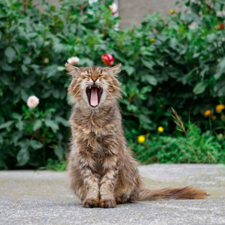 beautiful stray cat looking at the camera, cat portraitの写真素材