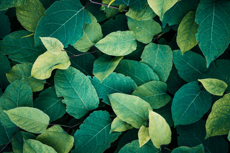 green plant leaves in the nature in springtime, green backgroundの写真素材
