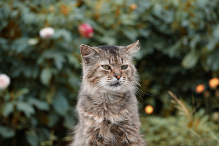 Portrait of a cat in the garden with flowers in the backgroundの写真素材