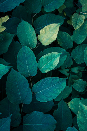Green leaves background. Nature green leaves background. Green leaves background.