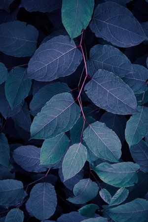 <p>beautiful blue plant leaves in wintertime, blue background</p>の写真素材