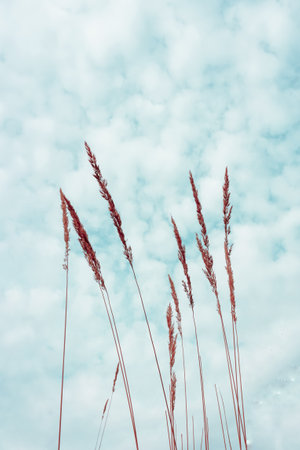flower plant silhouette and blue sky backgroundの写真素材