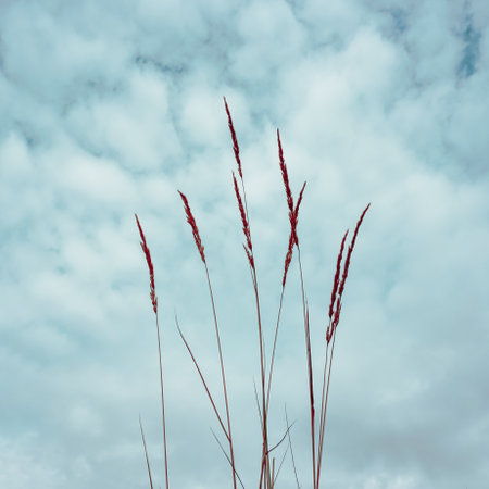 flower plant silhouette and blue sky backgroundの写真素材