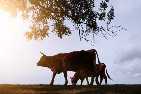 cow silhouette in the meadow with sunset backgroundの写真素材