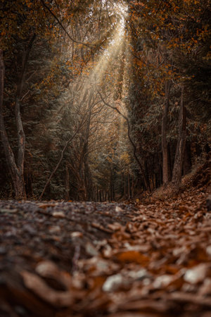 Autumn forest with sunbeams in the morning. nature backgroundの写真素材