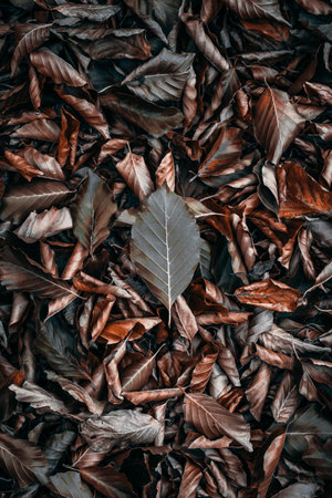 Autumn leaves background. Dry leaves texture. Autumn leaves background.の写真素材