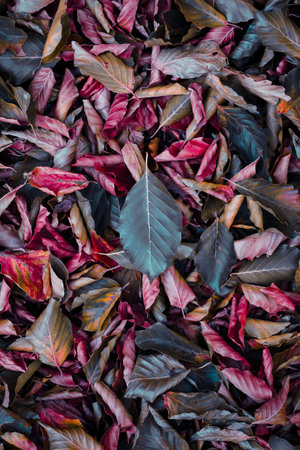 Red and purple leaves on the ground in autumn season, top viewの写真素材