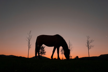 horse silhouette in the countryside and beautiful sunset backgroundの写真素材