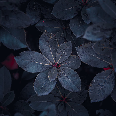 blue plant leaves in winter season, blue backgroundの写真素材