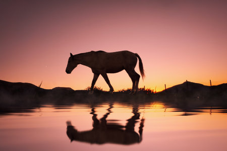 horse silhouette reflected in the water and beautiful sunset backgroundの写真素材
