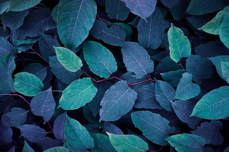 blue plant leaves in the garden, blue backgroundの写真素材