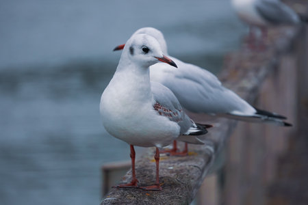 seagulls on the railing in the portの写真素材