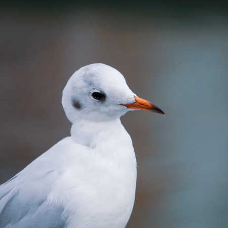 seagulls on the railing in the portの写真素材