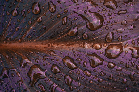 Water drops on a leaf after rain. Close-up, macro.