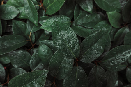 Green leaves background with water droplets, top view, close upの写真素材