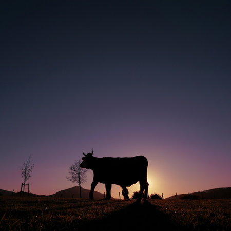 Silhouette of a cow in a meadow at sunset.の写真素材
